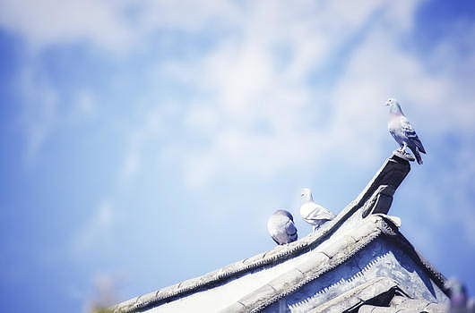 蓝天白云房屋上的和平鸽图片素材免费下载