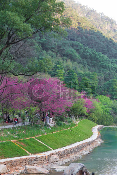 福州樱花园图片素材免费下载