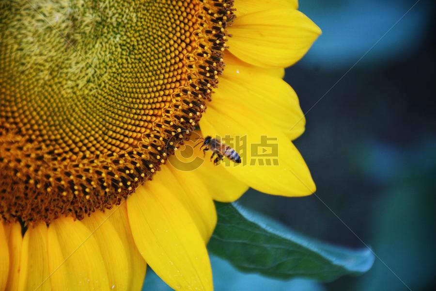 在向日葵上的蜜蜂图片素材免费下载