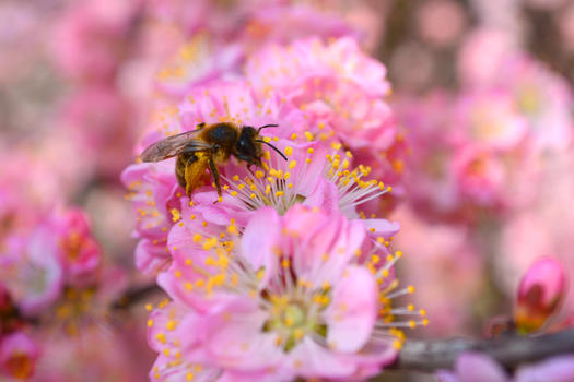 蜜蜂在樱花上采蜜图片素材免费下载