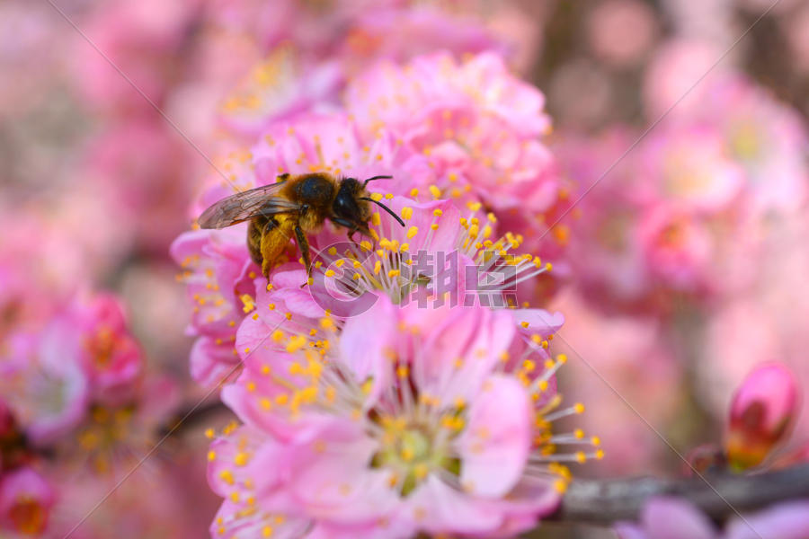 蜜蜂在樱花上采蜜图片素材免费下载