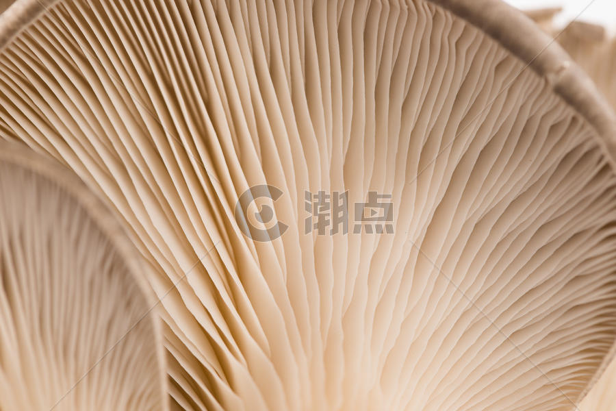 菌类平菇图片素材免费下载