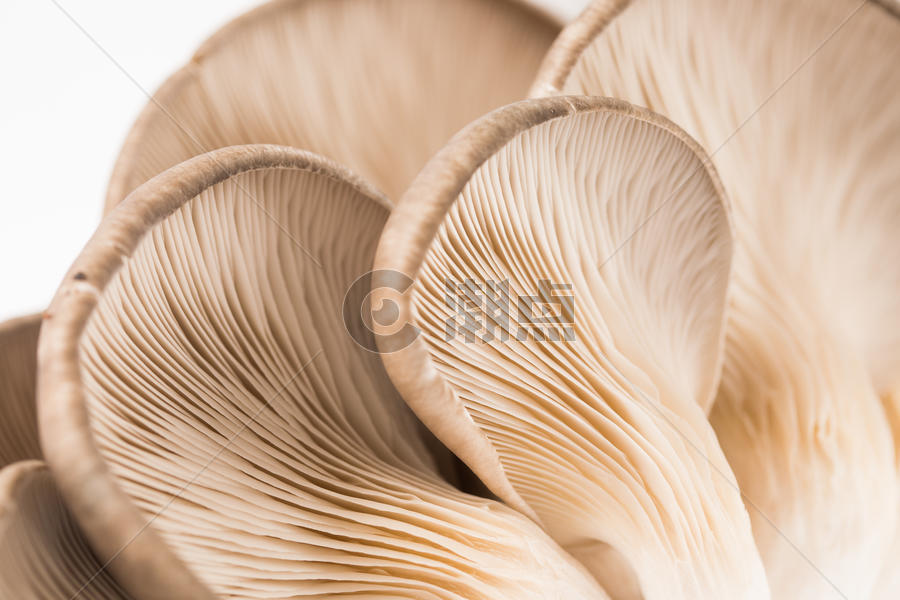 菌类平菇图片素材免费下载