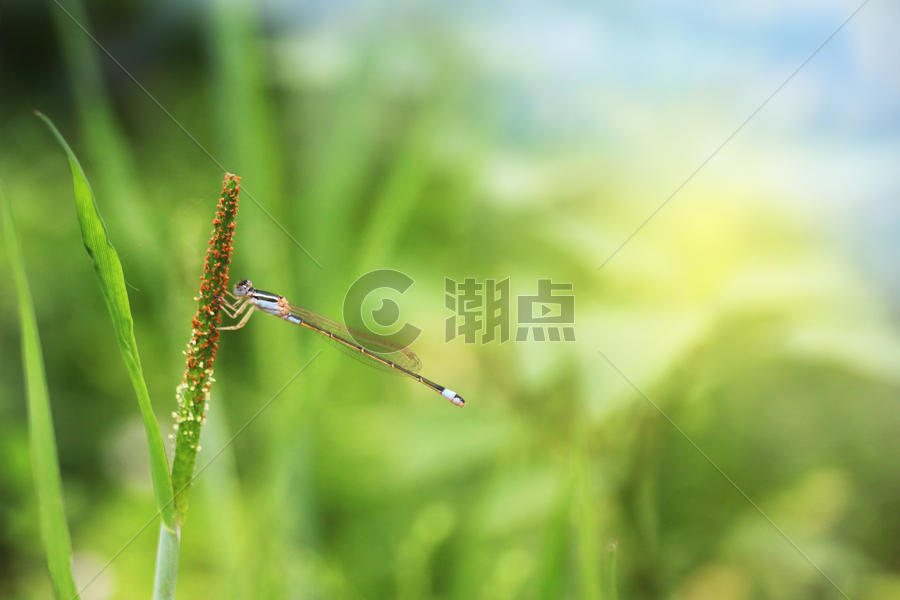 春天的蜻蜓图片素材免费下载