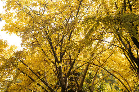 金黄的银杏树图片素材免费下载