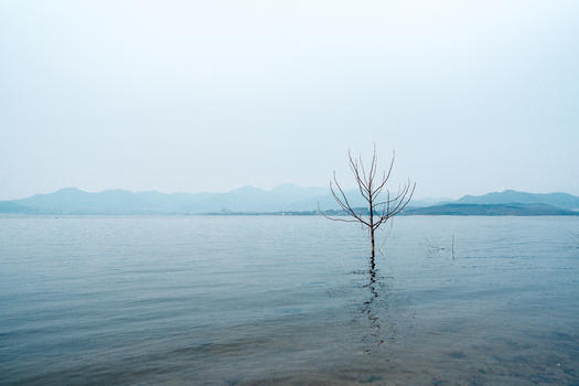 湖边的枯树图片素材免费下载