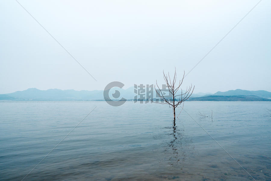 湖边的枯树图片素材免费下载