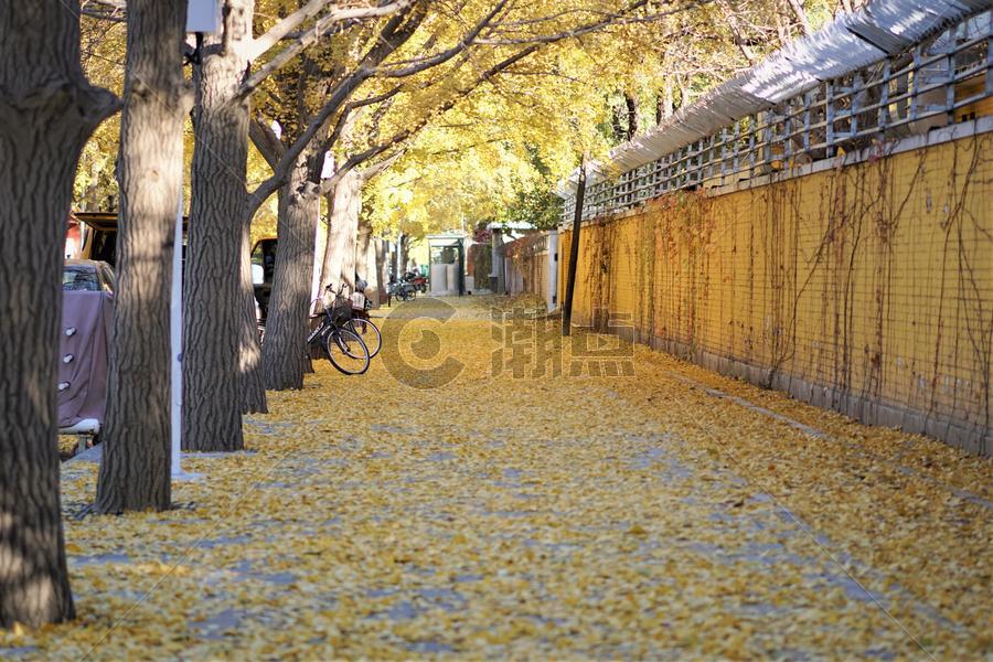 北京秋季银杏树图片素材免费下载