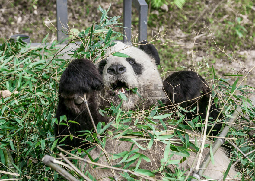 吃竹子的熊猫图片素材免费下载