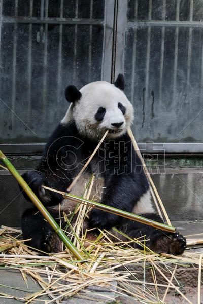 可爱熊猫图片素材免费下载