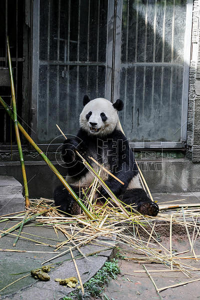 微笑的熊猫图片素材免费下载