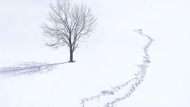 雪乡雪景孤独的树图片素材免费下载