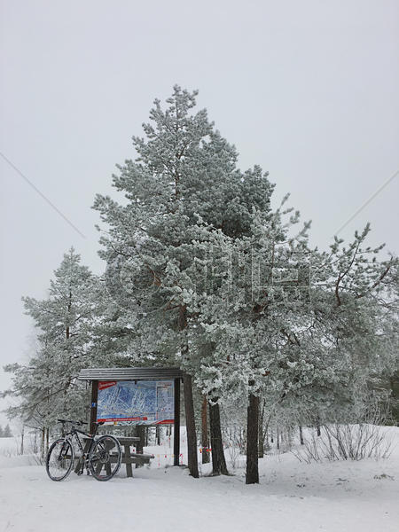 芬兰洛瓦涅米冰雪世界森林雪松图片素材免费下载