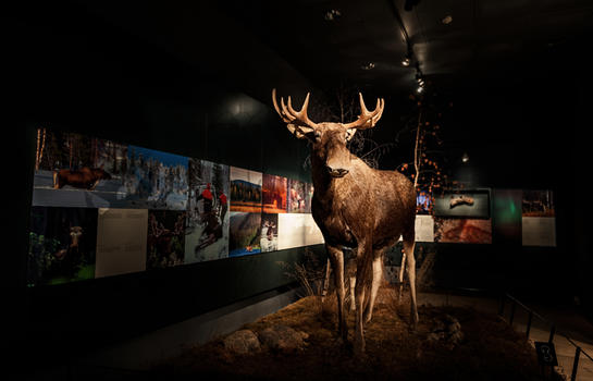 芬兰洛瓦涅米北极圈自然博物馆麋鹿标本图片素材免费下载