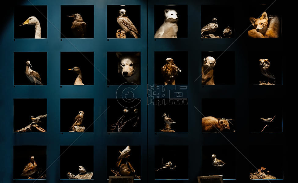 自然博物馆北极圈动物标本图片素材免费下载