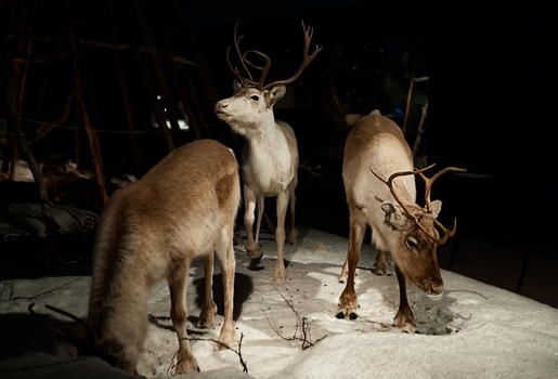 芬兰洛瓦涅米北极圈自然博物馆内的驯鹿标本图片素材免费下载