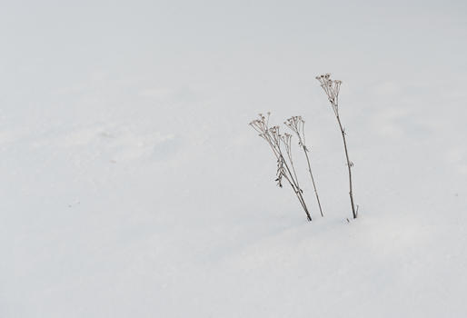 雪地里的枯草图片素材免费下载