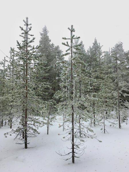 芬兰洛瓦涅米冰雪世界森林雪松图片素材免费下载