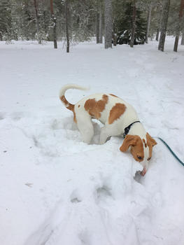 芬兰洛瓦涅米冰雪世界森林玩雪的狗图片素材免费下载