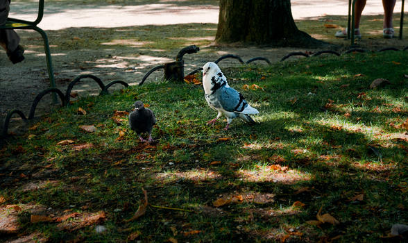 法国卢森堡公园求偶的鸽子图片素材免费下载