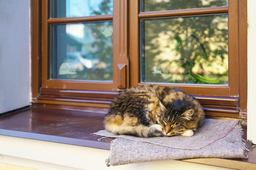白俄罗斯沉睡的猫咪图片素材免费下载