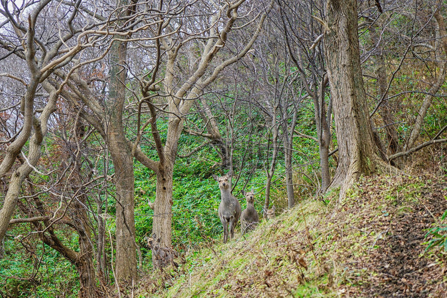 日本北海道鹿图片素材免费下载