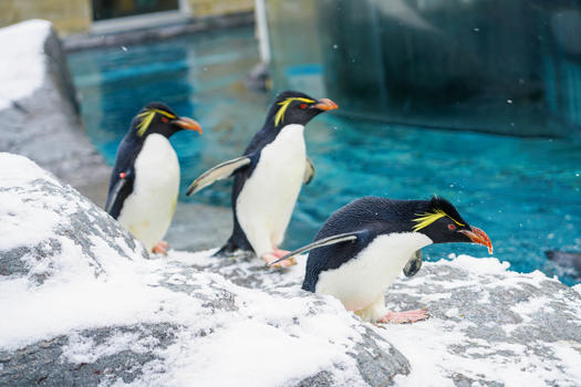 北海道旭川动物园企鹅图片素材免费下载