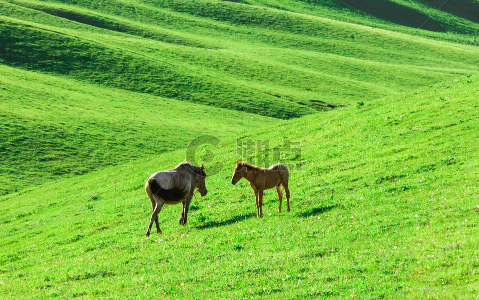 新疆自然牧场马匹图片素材免费下载