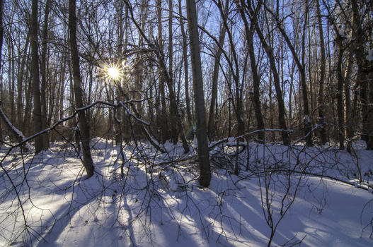 新疆冬季雪景树林图片素材免费下载