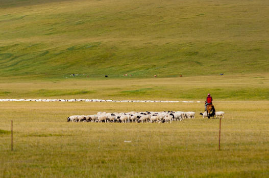 新疆草原牧民牲畜图片素材免费下载