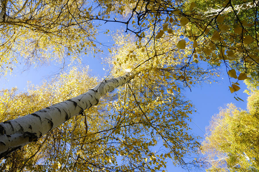 新疆白桦林秋景图片素材免费下载