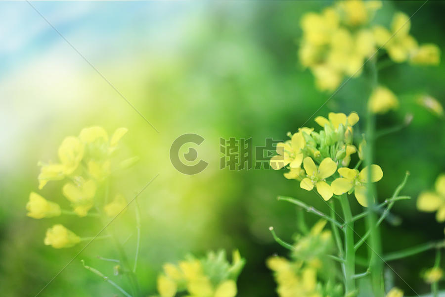 春天的油菜花图片素材免费下载