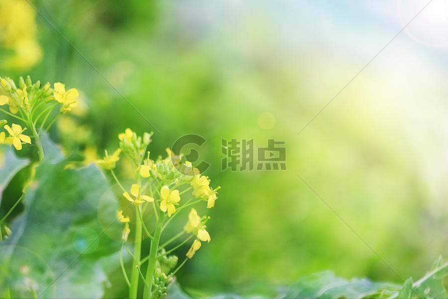 春天里的油菜花图片素材免费下载