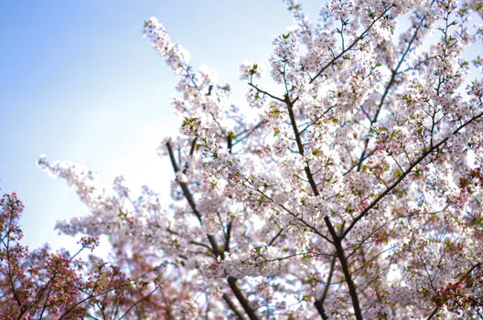 早春盛开的樱花图片素材免费下载