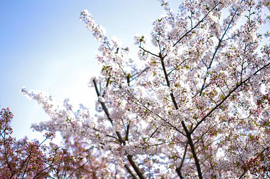 早春盛开的樱花图片素材免费下载