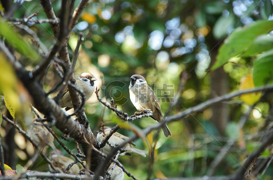 树枝上的小鸟麻雀图片素材免费下载