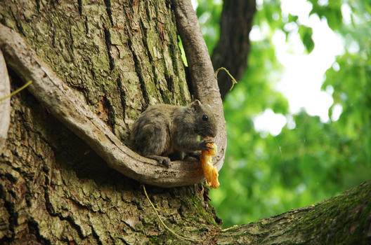 树上进食的野生松鼠图片素材免费下载
