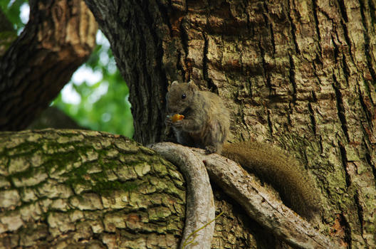 树上进食的野生松鼠图片素材免费下载