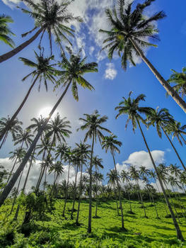 海岛椰子树图片素材免费下载