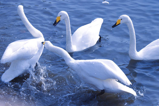 威海天鹅湖的天鹅图片素材免费下载