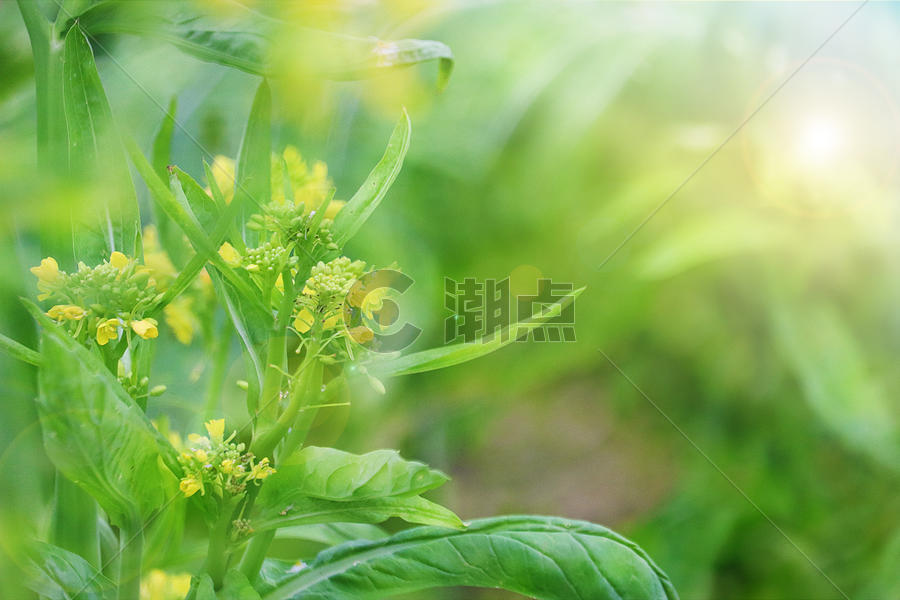 春天的油菜花图片素材免费下载