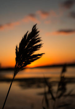 夕阳下的芦苇图片素材免费下载