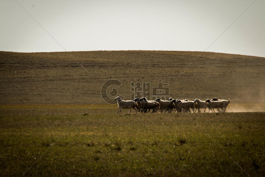 内蒙古草原上的羊群图片素材免费下载