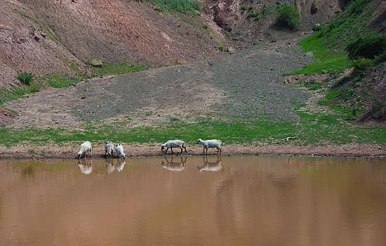 新疆羊群饮水图片素材免费下载