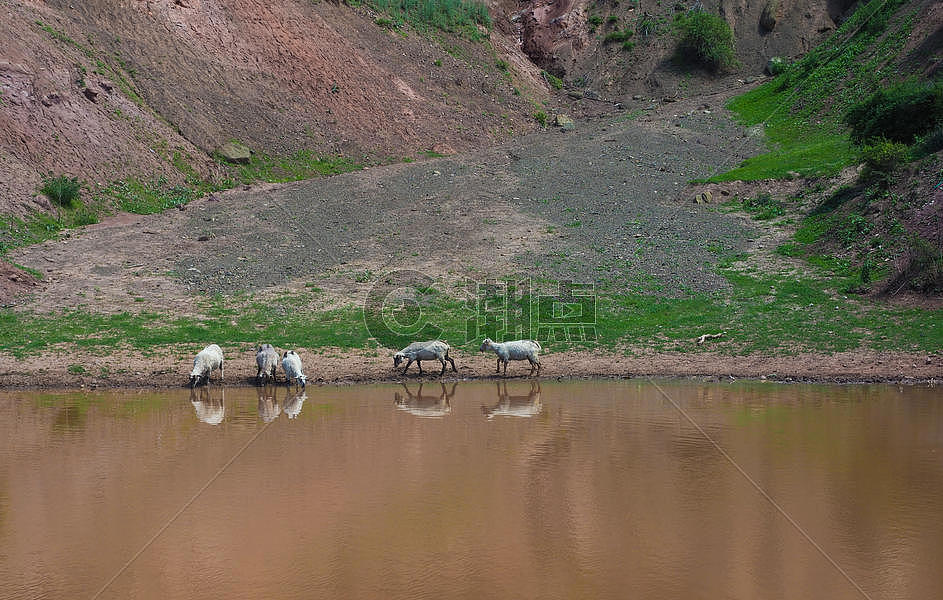 新疆羊群饮水图片素材免费下载