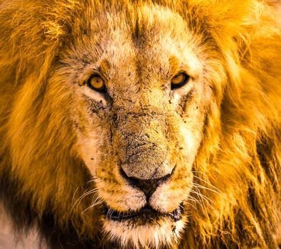 非洲大草原的雄狮图片素材免费下载