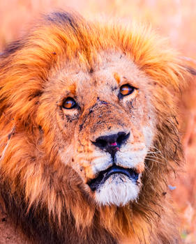 非洲雄狮特写图片素材免费下载