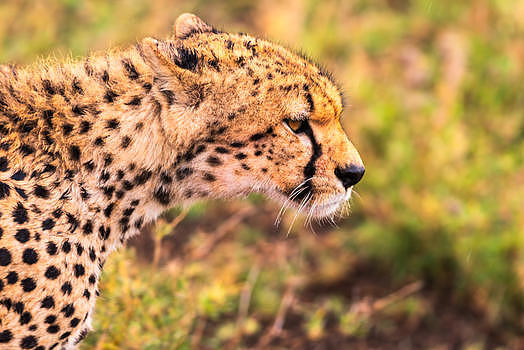 非洲猎豹特写图片素材免费下载