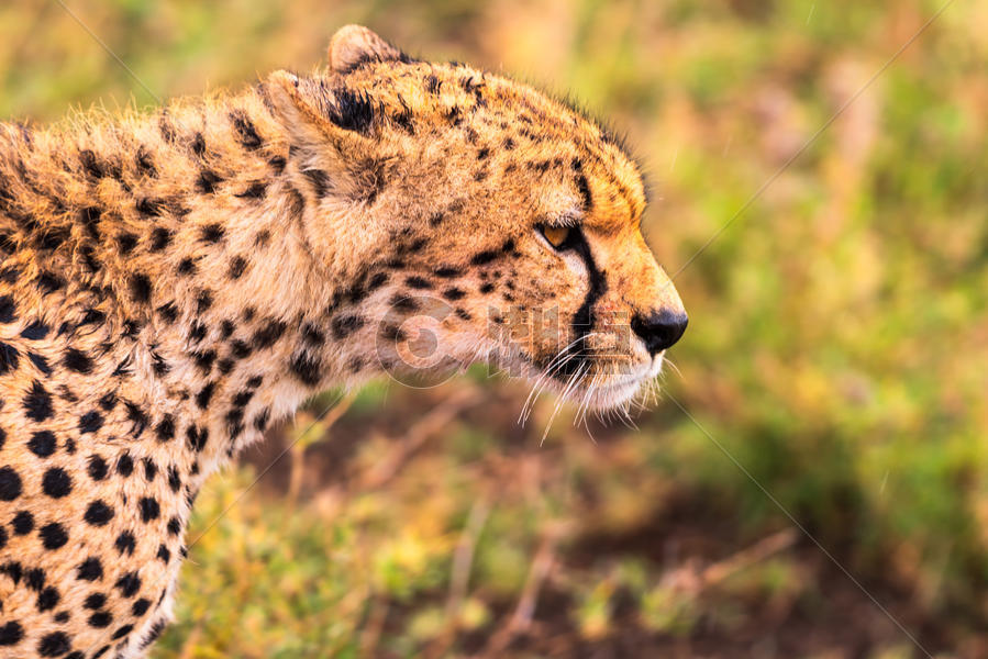 非洲猎豹特写图片素材免费下载