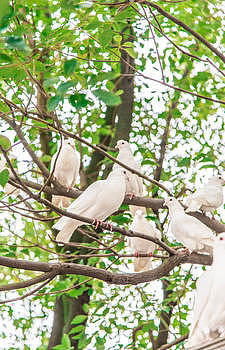 树上的和平鸽图片素材免费下载